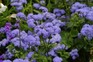 Ageratum houstonianum. Getty Images