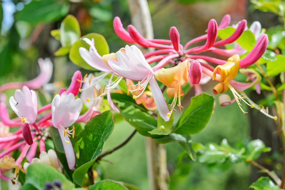 Honeysuckle, Lonicera periclymenum