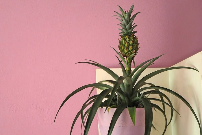 Pineapple plant. Getty images.