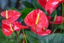 How to grow anthurium – Anthurium andraeanum. Getty Images