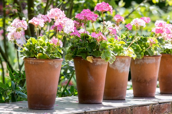 Geraniums (Pelargoniums) in pots