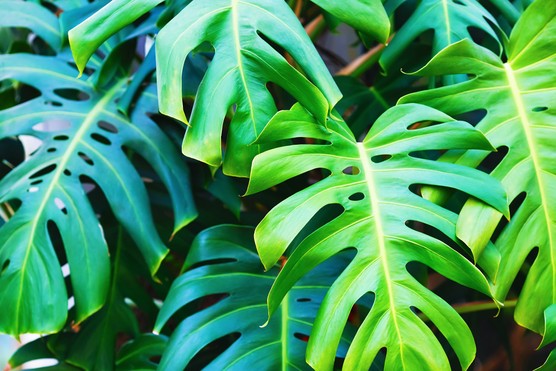 Swiss cheese plant (Monstera deliciosa). Photo: Getty Images.