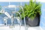 Boston fern in a bathroom