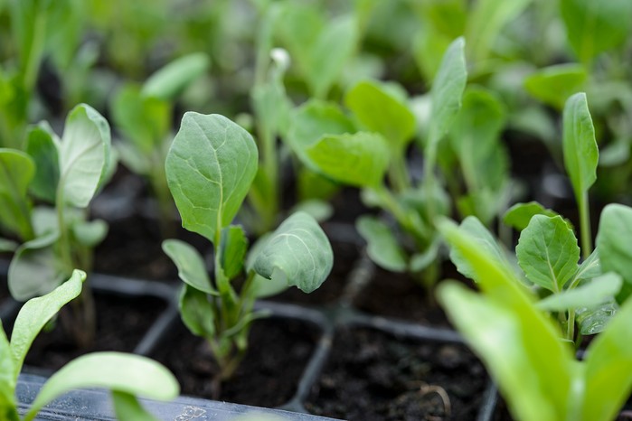 Brussels sprouts seedlings ready to be planted out