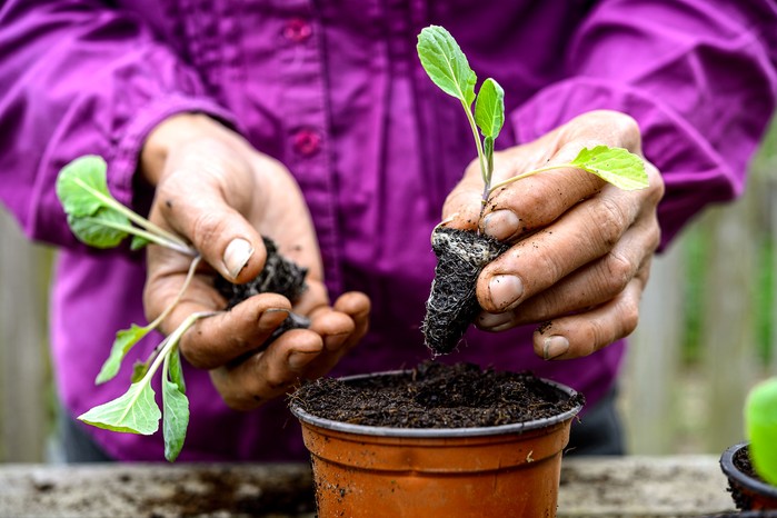 Potting on Brussels sprouts plants