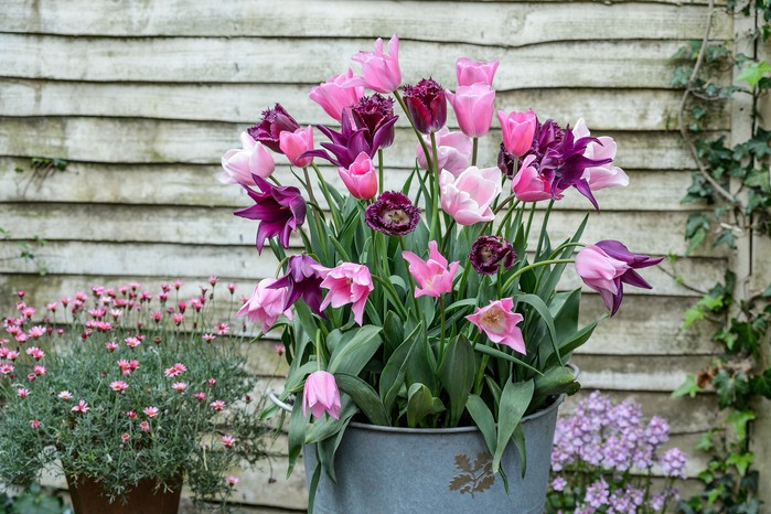 Tulips 'Purple Crystal', 'Mistress', 'China Pink', 'Burgundy'. Jason Ingram