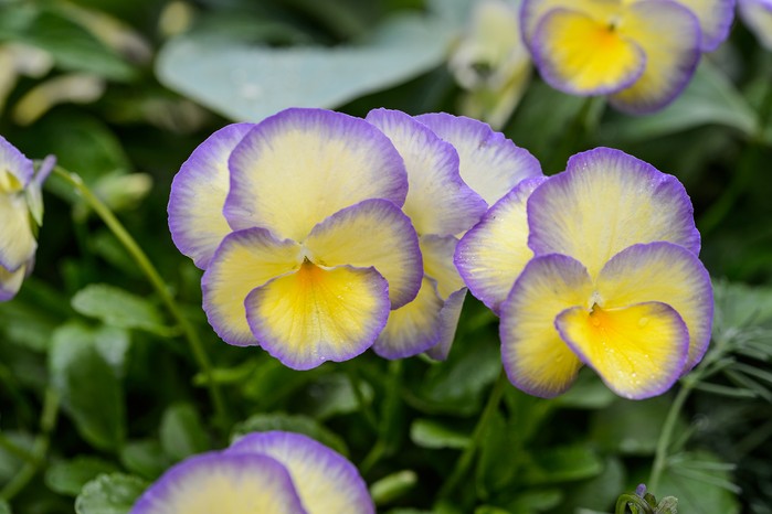 Viola 'Etain'