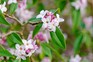 Carol's favourite winter flowers - Daphne Bholua 'Jacqueline Postill'