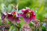 Winter containers - Helleborus 'Harvington Dusky'