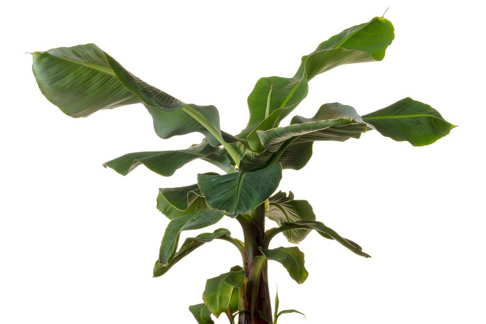 Young banana tree, Musa acuminata 'Dwarf Cavendish'. Getty Images.