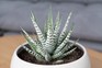 Haworthia fasciata, Zebra plant. Getty Images.