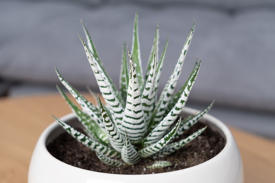 Haworthia fasciata, Zebra plant. Getty Images.