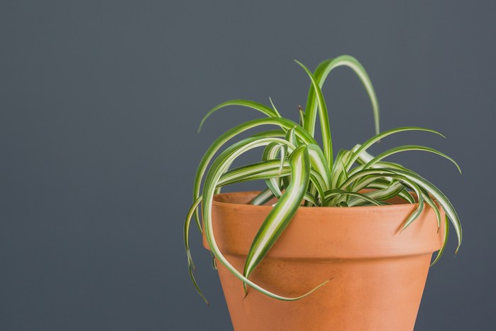 Chlorophytum comosum, Curly spider plant. Getty Images.