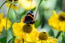 Red admiral butterfly (Vanessa atalanta)