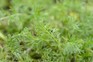 Chamomile planted as a low-growing lawn. Photo: Jason Ingram