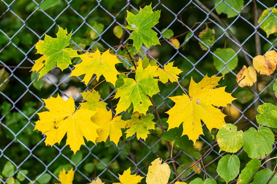 Chain-link fencing. Getty Images