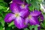 Clematis 'Jackmanii'