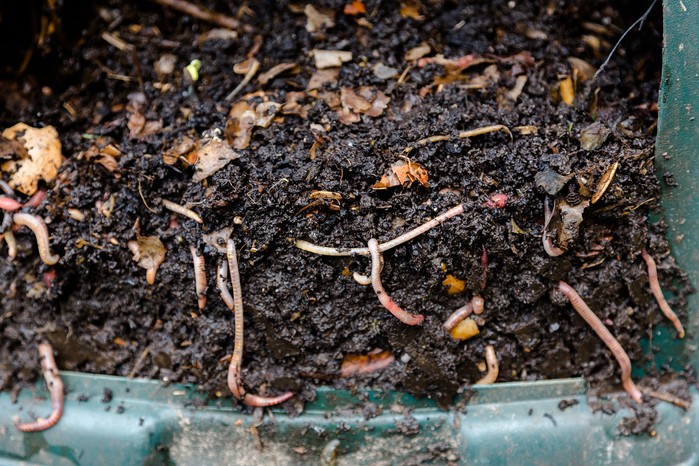 Worms in the compost. Getty Images