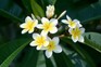 Plumeria (frangipani) flowers. Getty Images