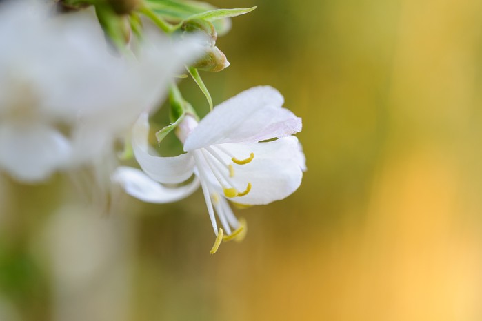 Lonicera Fragrantissima scented shrub scent white flowering sweetest honeysuckle 210214 21022014 21/02/14 21/04/2014 21 21st February 2014 Sir Harold Hilliers Garden Romsey Hampshire Winter colour Photographer Jason Ingram plant portraits closeups close up