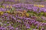 Creeping thyme lawn, Getty Images