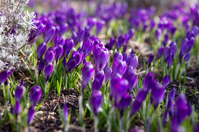 Crocus tommasinianus 'Barr's Purple'