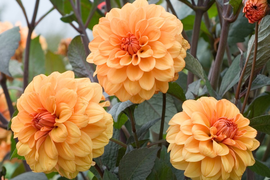 Dahlia 'David Howard'