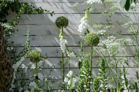 Pale painted fence with white flowers