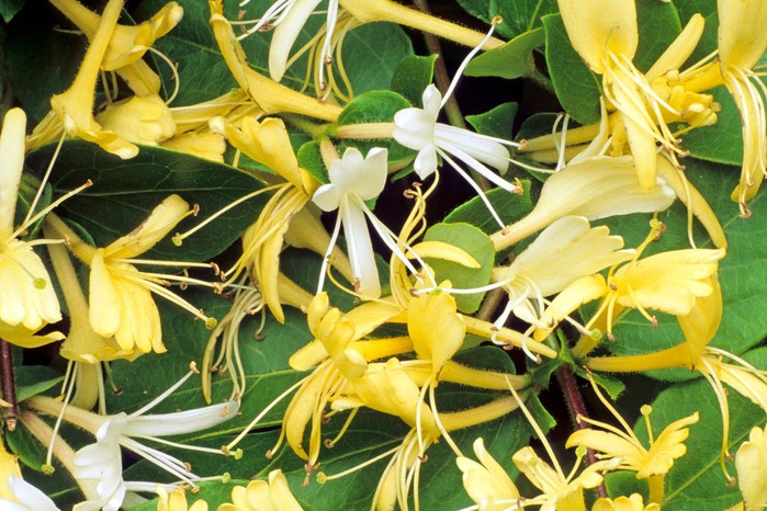 Lonicera japonica 'Halliana',