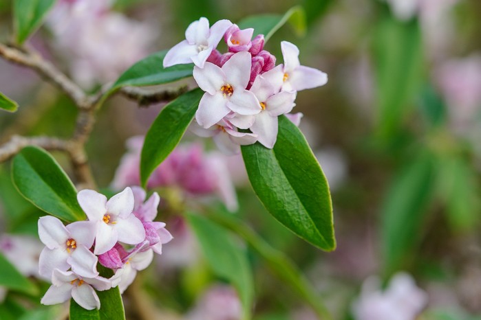 Daphne 'Jacqueline Postill'