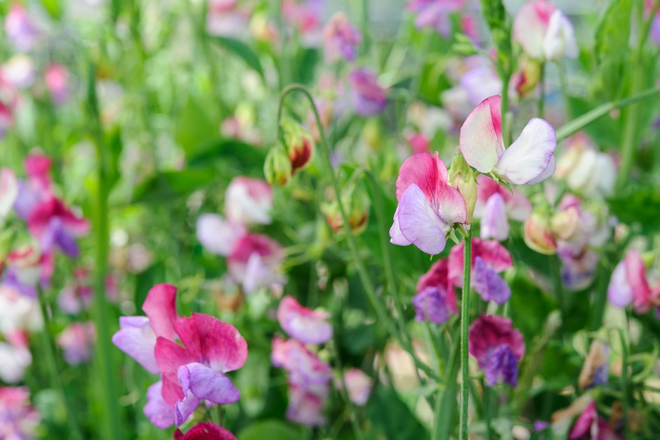 Fast-growing climbers - Sweet pea