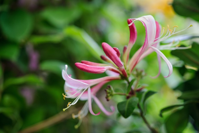 Honeysuckle, Lonicera peryclymenum 'Serotina'