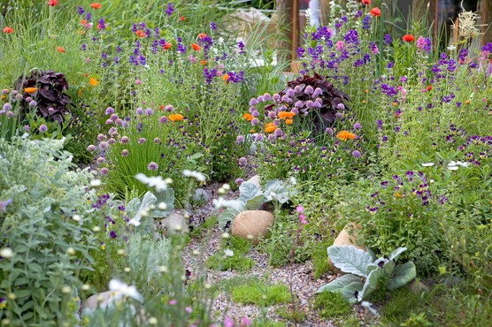 Perennials growing in a gravel garden