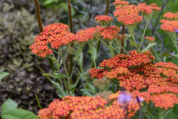 Achillea 'Walther Funcke'