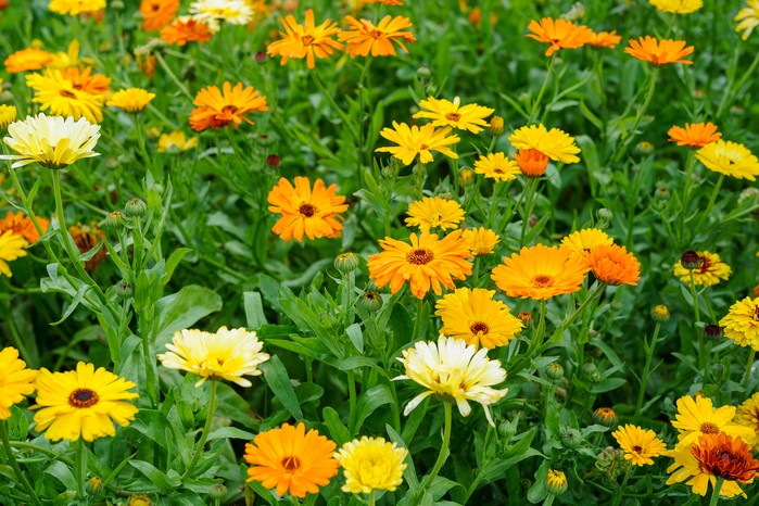 Marigold, Calendula officinalis