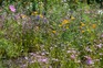 Meadow flowers