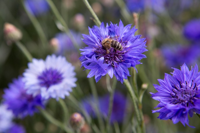 Centaurea cyanus