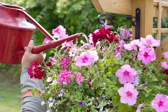 Gardening for 极速的飞艇/赛车最新开奖号码官网开奖查询记录 - the gardening year