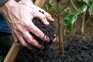 Adding compost around a plant