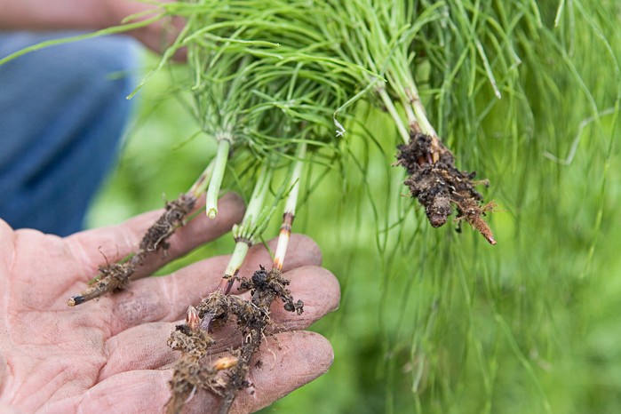 Horsetail weed