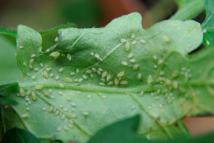 Aphids on the underside of a leaf