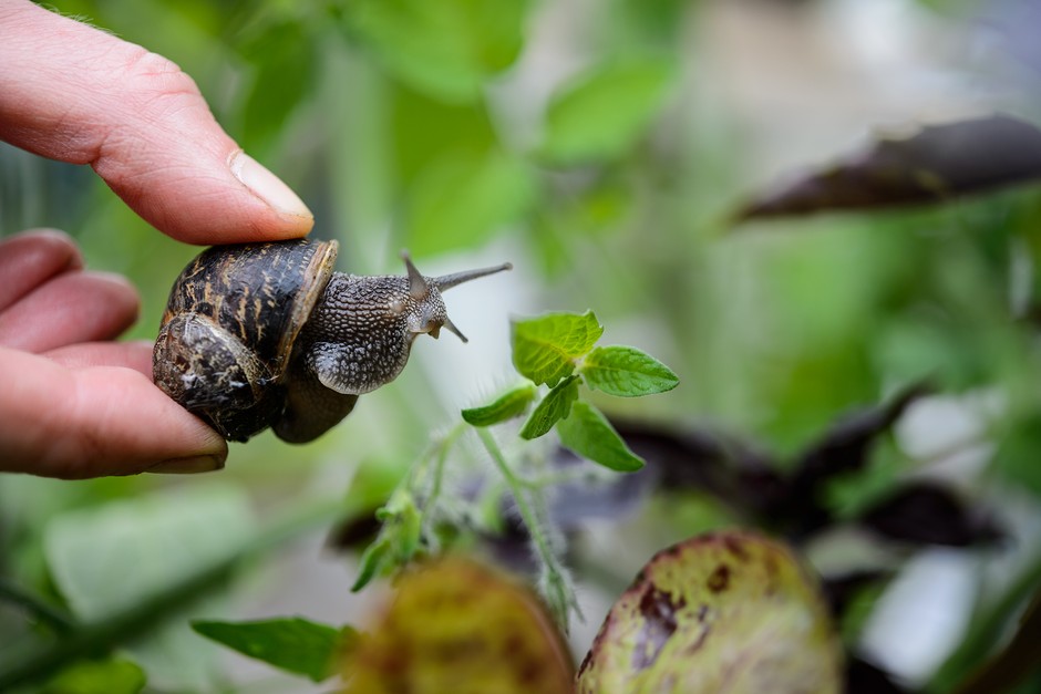 Gardening for beginners - problem solving