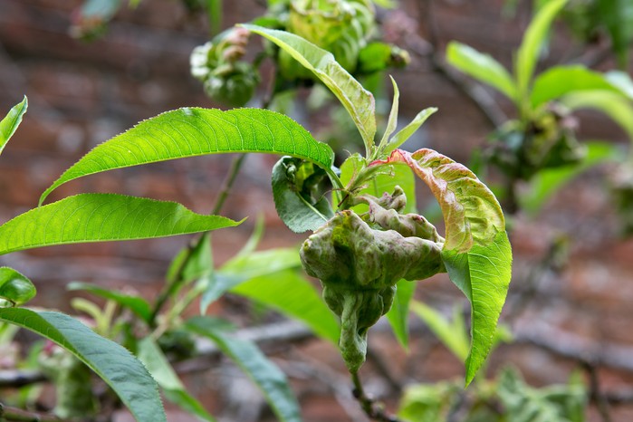 Peach leaves with peach leaf curl fungus