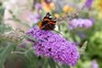 Red admiral butterfly (Vanessa atalanta)