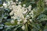 How to grow fatsia japonica