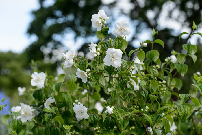 Philadelphus 'Mexican Jewel'