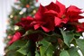 Poinsettia (Euphorbia pulcherrima) with defocused Christmas tree in background