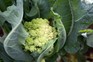 Romanesco cauliflower head