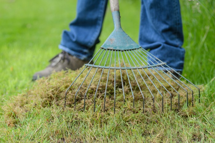 Give your lawn a spring boost - raking moss from the lawn