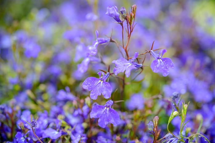 Trailing annual Lobelia erinus. Jason Ingram